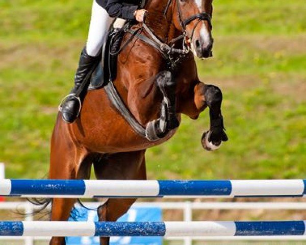 Springpferd Charyzma W (Polnisches edles Halbblut, 2006, von Largo)