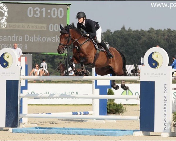 jumper Tokajer 8 (Oldenburg show jumper, 2008, from Tinka's Boy)