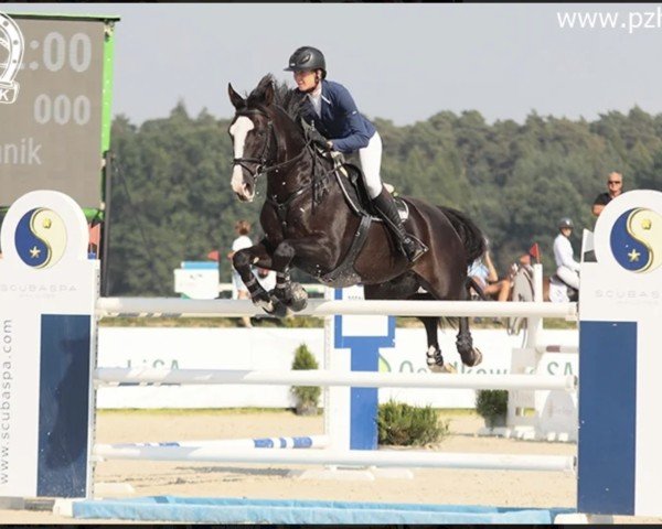 jumper Pablo I (Oldenburg, 2004, from Pik Labionics)