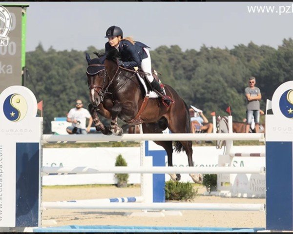 jumper Calero Z (Zangersheide riding horse, 2009, from Cicero Z van Paemel)