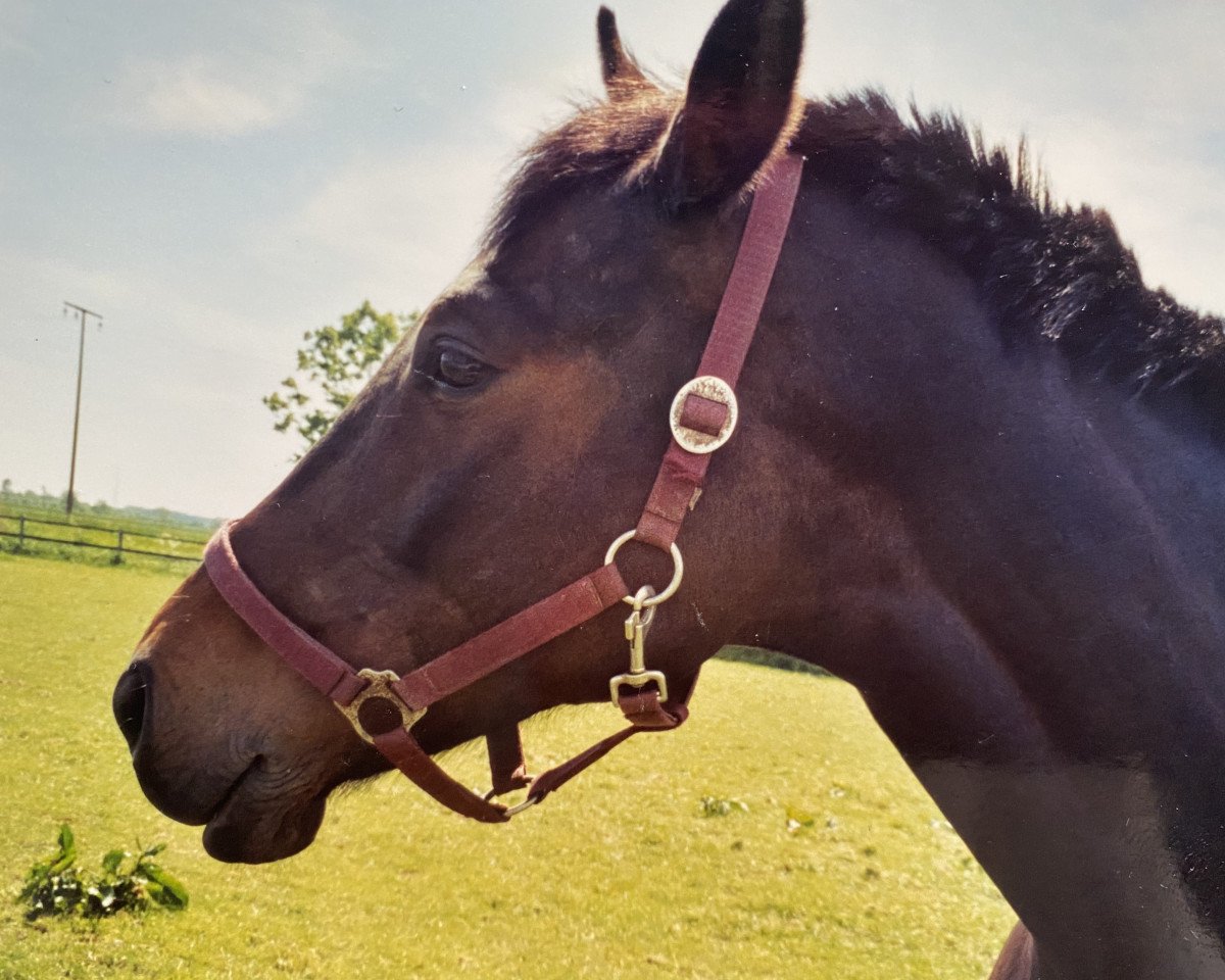 horse Steven 9 (Holsteiner, 1997, from Stauffenberg)