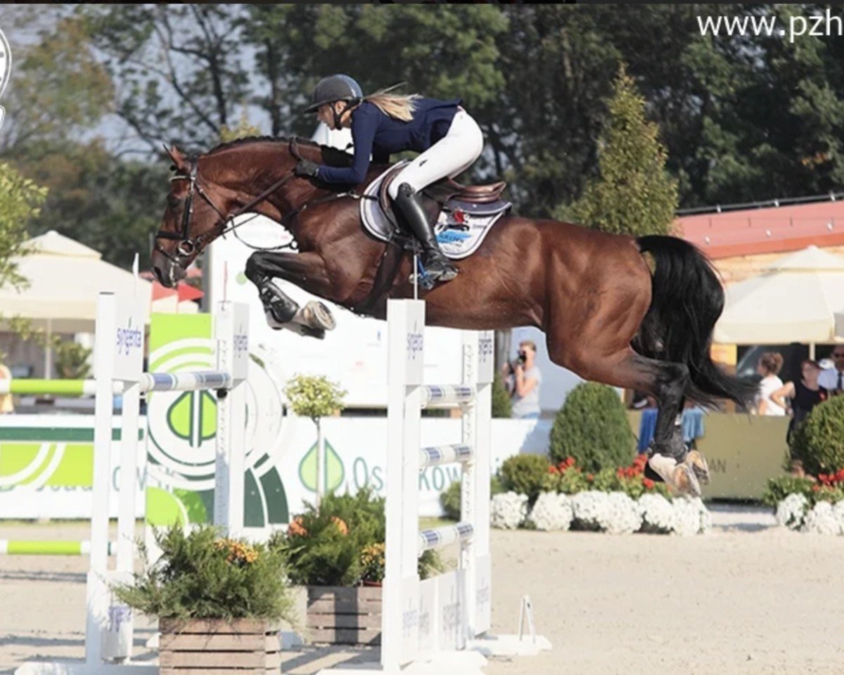 jumper Alvaro 121 (Holsteiner, 2007, from Ahorn Z)