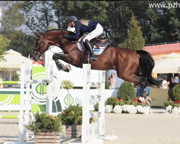 jumper Alvaro 121 (Holsteiner, 2007, from Ahorn Z)