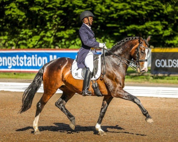 dressage horse Daiquiri H (Holsteiner, 2011, from de Chirico)