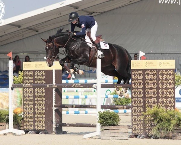 Springpferd Gilea (Polnisches Warmblut, 2006, von Ludger)