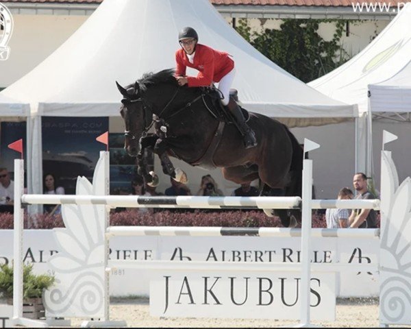 Springpferd Donjuan H (KWPN (Niederländisches Warmblut), 2008, von Zapatero VDL)