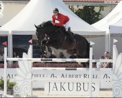 jumper Donjuan H (KWPN (Royal Dutch Sporthorse), 2008, from Zapatero VDL)