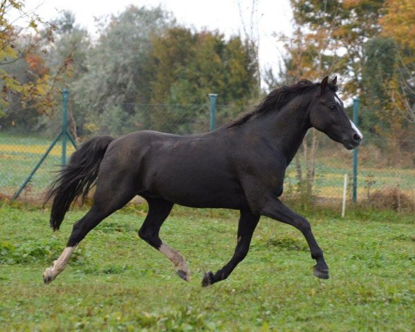 stallion Carnuet (Welsh-Pony (Section B), 1998, from Courage)