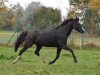 stallion Carnuet (Welsh-Pony (Section B), 1998, from Courage)