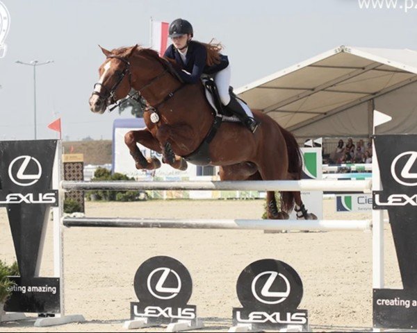 jumper Caballo (KWPN (Royal Dutch Sporthorse), 2007, from Ukato)