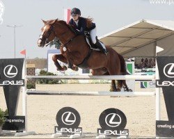 jumper Caballo (KWPN (Royal Dutch Sporthorse), 2007, from Ukato)
