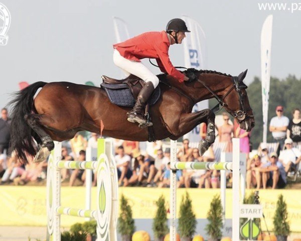 jumper Heartbreaker 5 (KWPN (Royal Dutch Sporthorse), 2001, from Heartbreaker)