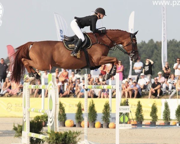 jumper Quelf D'Or (Selle Français, 2004, from Elf d'Or)