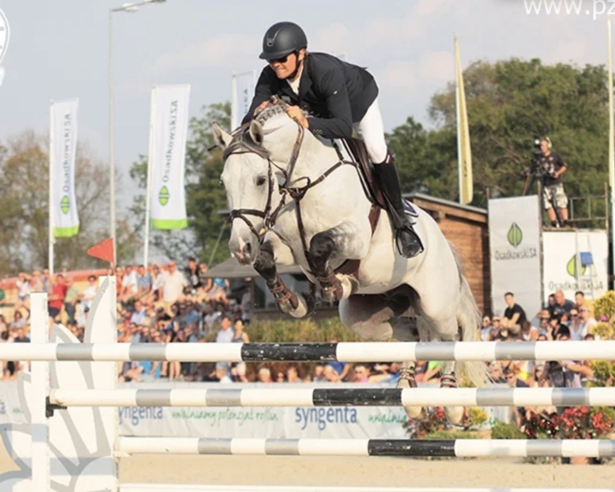 jumper Que Pasa 5 (KWPN (Royal Dutch Sporthorse), 2006, from Quite Easy I)