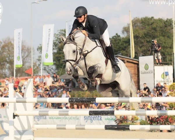 jumper Que Pasa 5 (KWPN (Royal Dutch Sporthorse), 2006, from Quite Easy I)