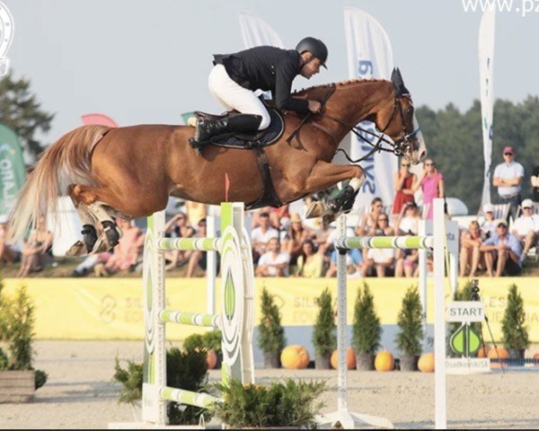 jumper Quasi de Kergane (Selle Français, 2004, from Elan de la Cour)