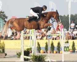 jumper Quasi de Kergane (Selle Français, 2004, from Elan de la Cour)