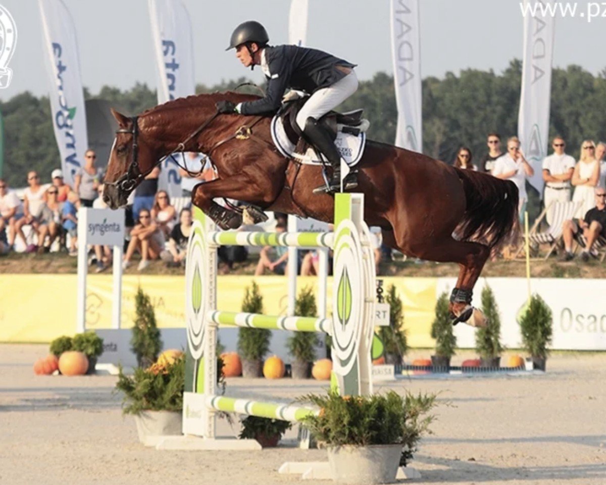 Springpferd Surrimo (Hannoveraner, 2007, von Stakkato)