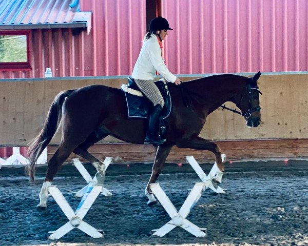 dressage horse Doktor‘s Primero (Oldenburg, 2014, from Dr. Jackson D)