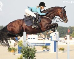 jumper Helios van de Noordhevel (Belgian Warmblood, 2007, from Heartbreaker)