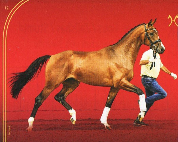 stallion Benjamin Franklin (Hanoverian, 2021, from Bon Vivaldi NRW)