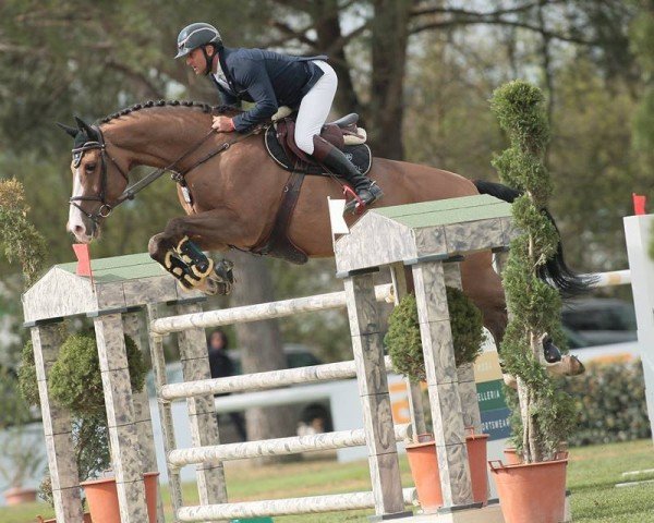 jumper Abigej (KWPN (Royal Dutch Sporthorse), 2005, from Lupicor)