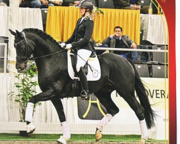 stallion Bonhoeffer (Hanoverian, 2019, from Bon Coeur)