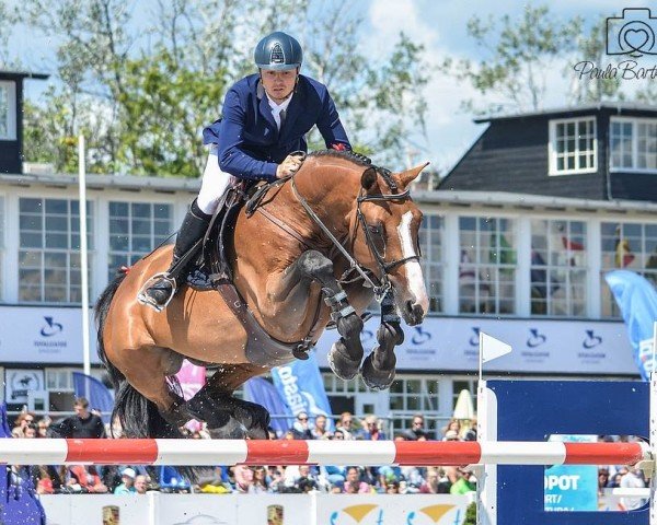 jumper Quite Donaldson (Holsteiner, 2006, from Quidam de Revel)