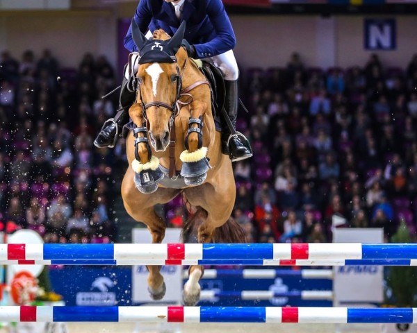 jumper Anastacia III (Holsteiner, 2008, from Quidam de Revel)