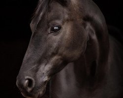 dressage horse Serafina 41 (Hanoverian, 2007, from Sir Donnerhall I)