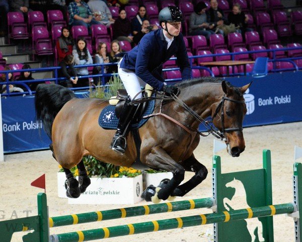 jumper Carmello de Paep Z (Zangersheide riding horse, 2006, from Calvaro Z)