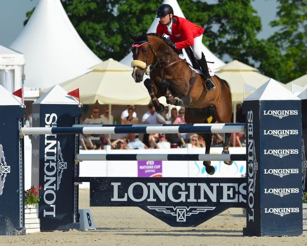 jumper Bagazza M (KWPN (Royal Dutch Sporthorse), 2006, from Quidam de Revel)