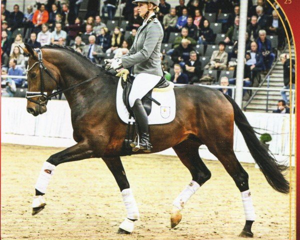 stallion Eventyr (Hanoverian, 2019, from Escolar)