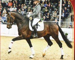 stallion Eventyr (Hanoverian, 2019, from Escolar)