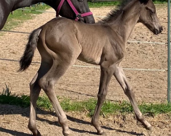 dressage horse Fancy TSB (Hanoverian, 2021, from Fuechtels Floriscount OLD)