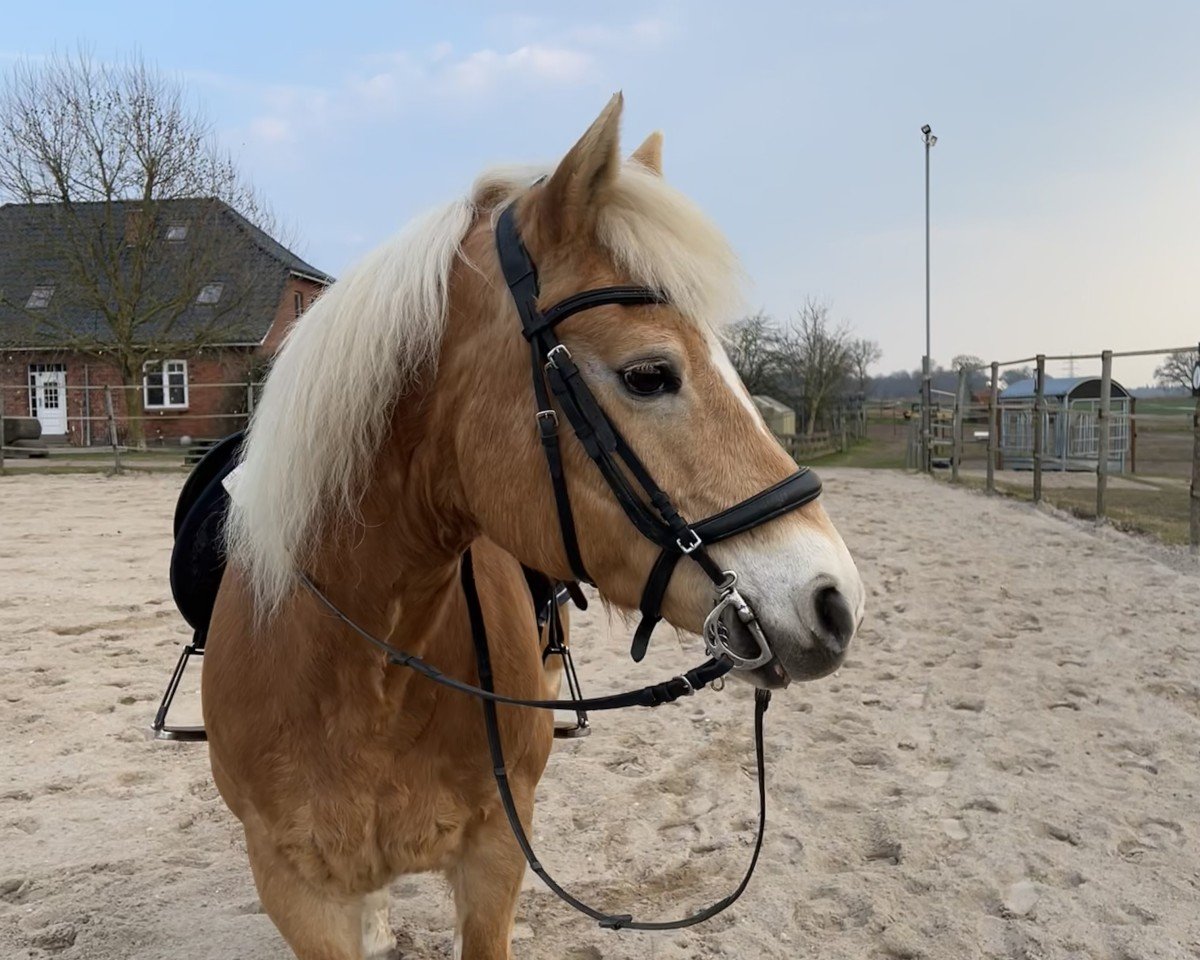 Zuchtstute Carlotta (Haflinger, 2008, von Barolo)