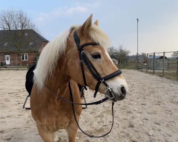 broodmare Carlotta (Haflinger, 2008, from Barolo)