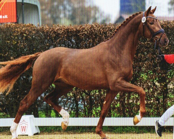 dressage horse Valparaiso (Westphalian, 2020, from Viva Gold OLD)