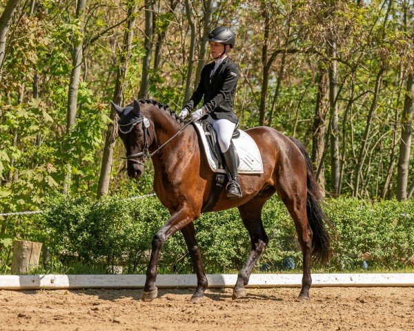 Dressurpferd King Cadillac (Trakehner, 2017, von Ivanhoe)