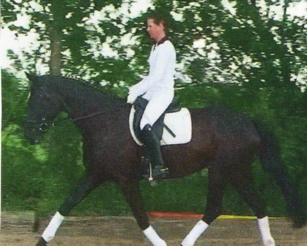 broodmare His Lady (Hanoverian, 2004, from His Highness)