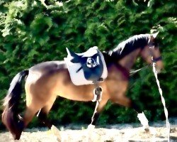 dressage horse Estelle (Oldenburg, 2022, from Elantic)