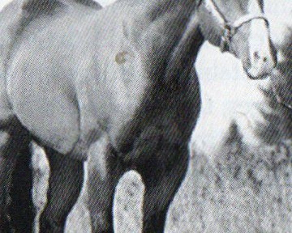 horse Mr.Te Dee. (Quarter Horse, 1989, from Red Sonny Dee)