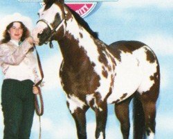 stallion Mr Exclusive (Paint Horse,  )