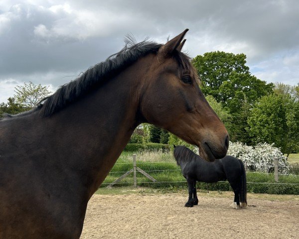dressage horse New Prince (KWPN (Royal Dutch Sporthorse), 2018, from Franklin)