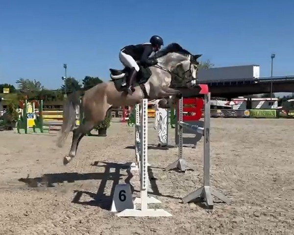 Springpferd Uno Momento H (Deutsches Sportpferd, 2020, von Uno I)