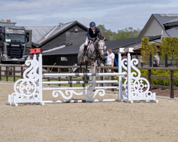 Springpferd Cayana (Hannoveraner, 2020, von Caytens)