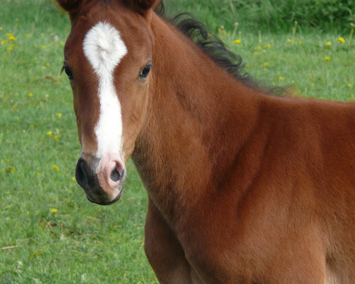 Springpferd Stute von For Planet (Holsteiner, 2021, von For Planet)