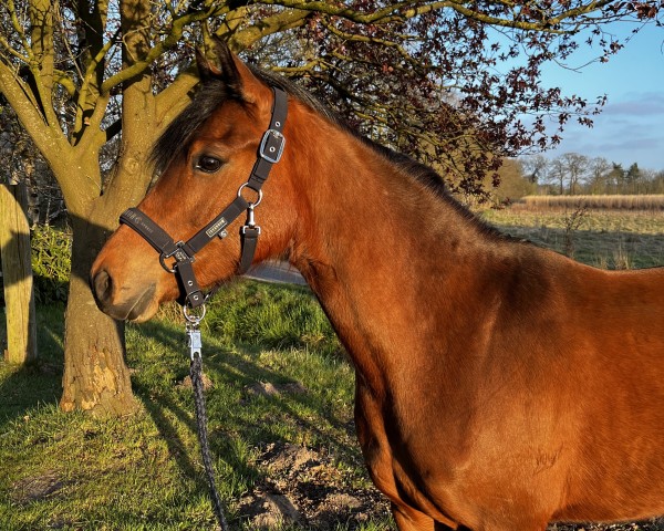 dressage horse Cute a Great Dancing Dream (German Riding Pony, 2021, from Cosmopolitan NRW)