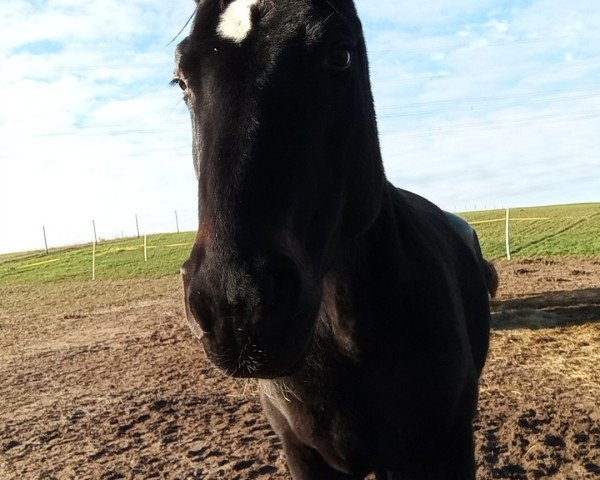 dressage horse Safira 70 (Hanoverian, 2009, from Sancisco)