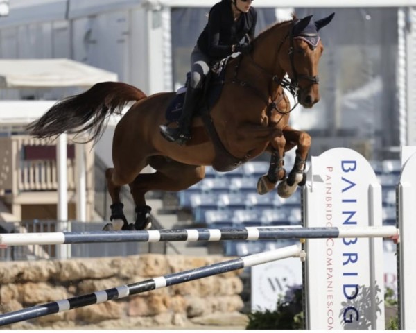 jumper Derby D'Elle (Selle Français, 2013, from Niagara d'Elle)